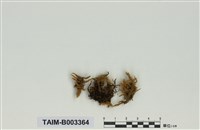 藏品(蕨苔科)的圖片